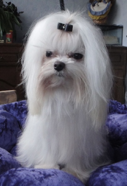 Fun victory rock star de Nisjotial