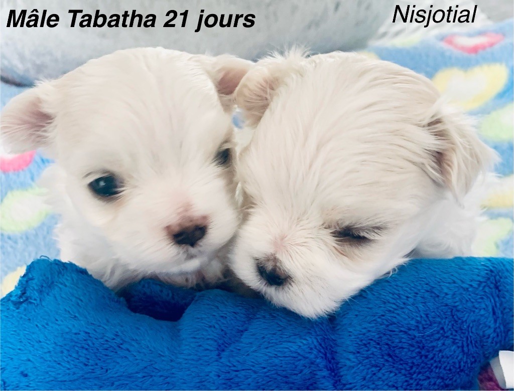 Nouvelle portée après 2 ans d?arrêt 
