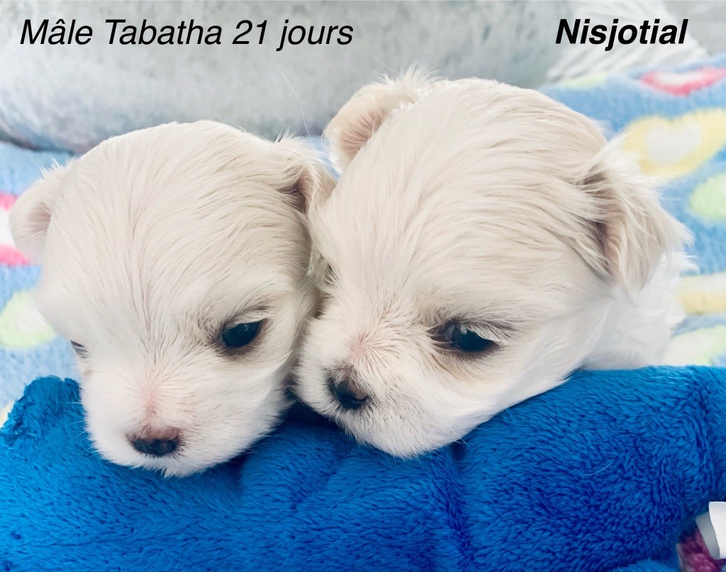 de Nisjotial - Chiots disponibles - Bichon maltais
