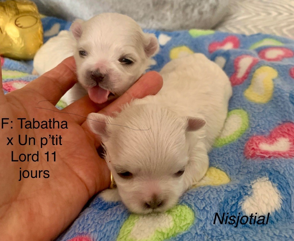 Chiot Bichon maltais de Nisjotial
