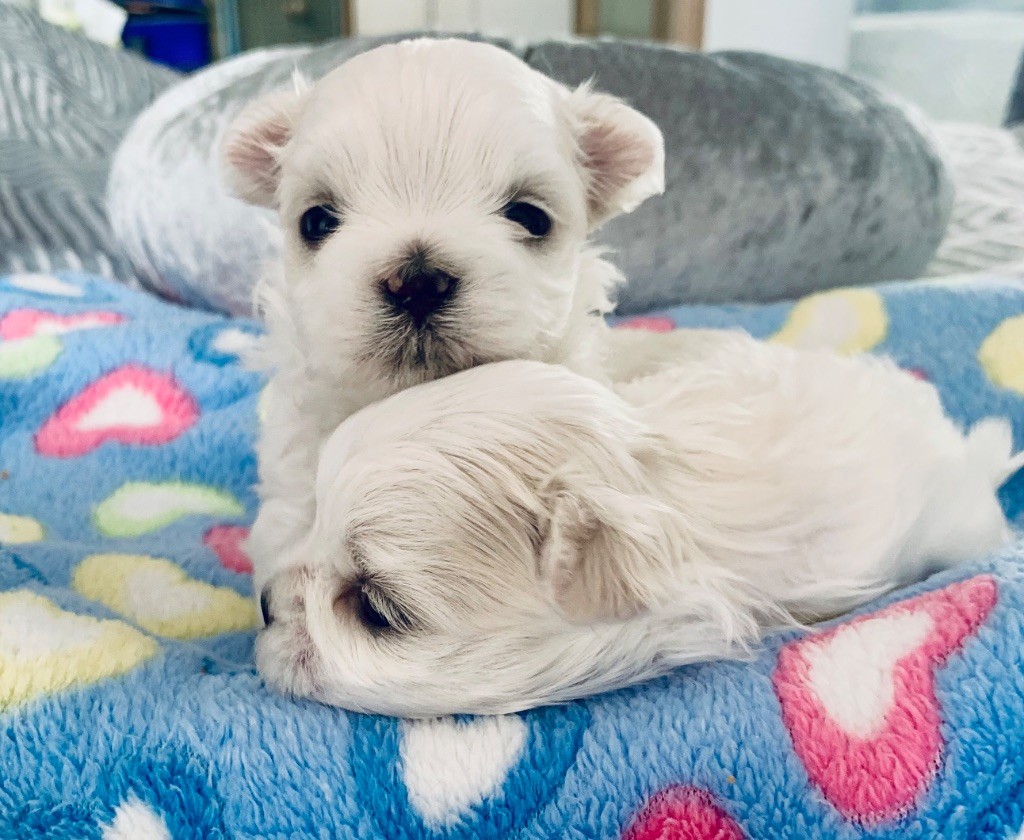 de Nisjotial - Chiots disponibles - Bichon maltais