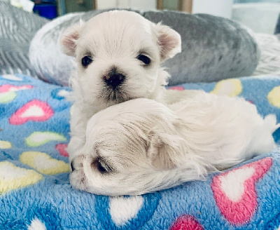 CHIOT 1