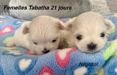 CHIOT 4